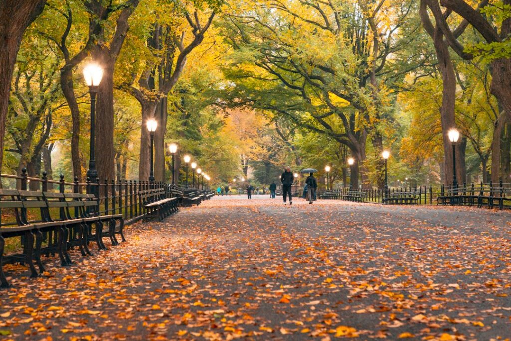 Autumn leaves in Central Park, New York City