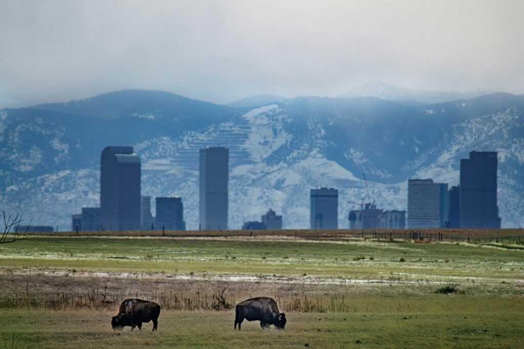 Bison grazing on open prairie with the downtown Denver skyline and mountains in the distance