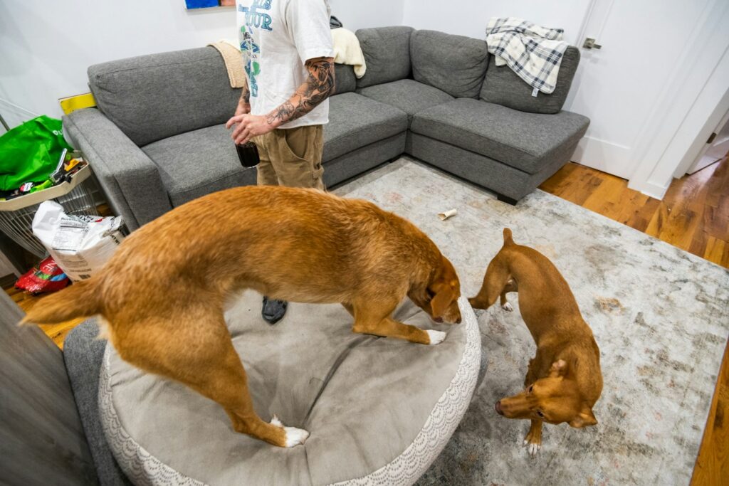 Two dogs playing in a city apartment