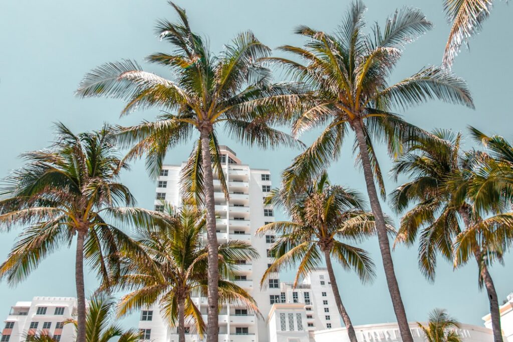 Palm trees under a sunny sky in Miami Beach